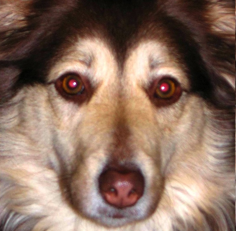 red eye dog