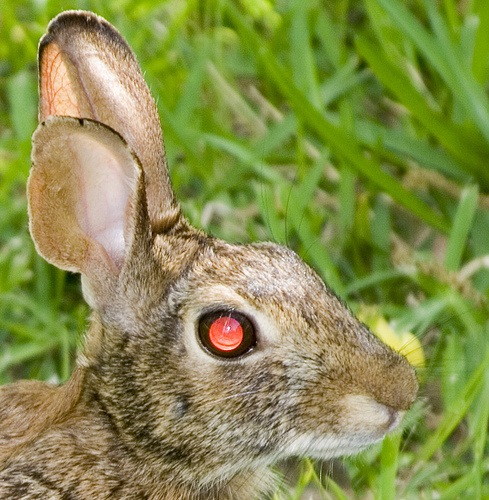 remove red eye bunny